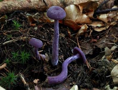 Violetter Lacktrichterling, Foto 2