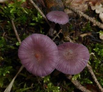 Violetter Lacktrichterling, Foto 3