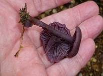 Violetter Lacktrichterling, Foto 12