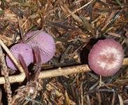 Violetter Lacktrichterling, Foto 14
