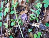 Violetter Lacktrichterling, Foto 16