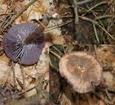 Violetter Lacktrichterling, Foto 17
