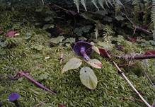 Violetter Lacktrichterling, Foto 18