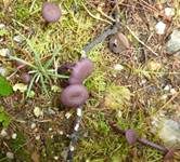 Violetter Lacktrichterling, Foto 19