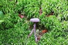 Violetter Lacktrichterling, Foto 20