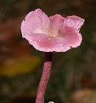 Violetter Lacktrichterling, Foto 21