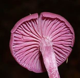 Violetter Lacktrichterling, Foto 4