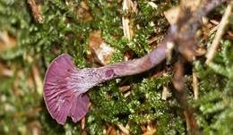 Violetter Lacktrichterling, Foto 22