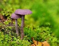 Violetter Lacktrichterling, Foto 23