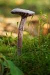 Violetter Lacktrichterling, Foto 24