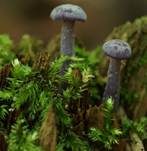 Violetter Lacktrichterling, Foto 26