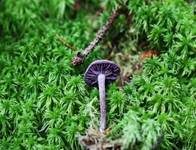 Violetter Lacktrichterling, Foto 28