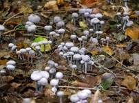 Violetter Lacktrichterling, Foto 29