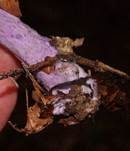Violetter Lacktrichterling, Foto 30