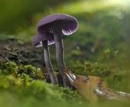 Violetter Lacktrichterling, Foto 31
