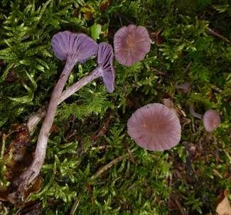 Violetter Lacktrichterling, Foto 5