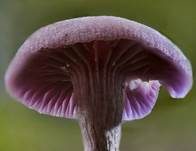 Violetter Lacktrichterling, Foto 32
