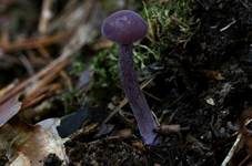 Violetter Lacktrichterling, Foto 34