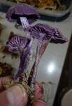 Violetter Lacktrichterling, Foto 35