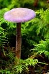 Violetter Lacktrichterling, Foto 36