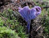 Violetter Lacktrichterling, Foto 38