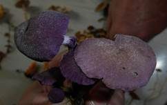 Violetter Lacktrichterling, Foto 39