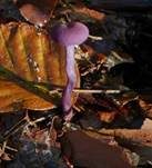 Violetter Lacktrichterling, Foto 40