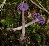 Violetter Lacktrichterling, Foto 41