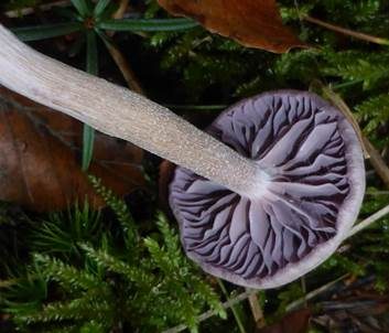 Violetter Lacktrichterling, Foto 6