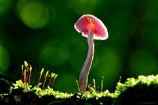 Violetter Lacktrichterling, Foto 42