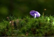 Violetter Lacktrichterling, Foto 43