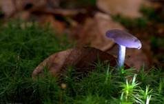 Violetter Lacktrichterling, Foto 44