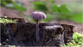 Violetter Lacktrichterling, Foto 46