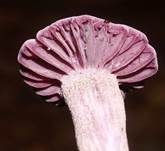 Violetter Lacktrichterling, Foto 47