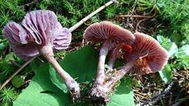 Violetter Lacktrichterling, Foto 49