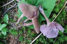 Violetter Lacktrichterling, Foto 50