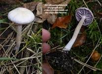 Violetter Lacktrichterling, Foto 51