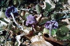 Violetter Lacktrichterling, Foto 7