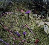 Violetter Lacktrichterling, Foto 52