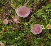 Violetter Lacktrichterling, Foto 53
