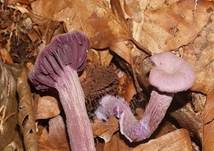 Violetter Lacktrichterling, Foto 54