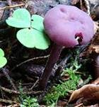 Violetter Lacktrichterling, Foto 55