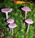 Violetter Lacktrichterling, Foto 56