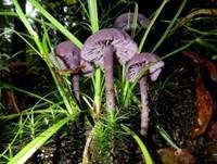 Violetter Lacktrichterling, Foto 57