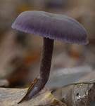 Violetter Lacktrichterling, Foto 58