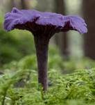 Violetter Lacktrichterling, Foto 59