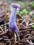 Violetter Lacktrichterling, Foto 61