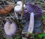 Violetter Lacktrichterling, Foto 8