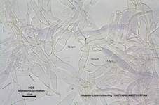 Violetter Lacktrichterling, Foto 66