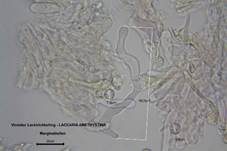 Violetter Lacktrichterling, Foto 67